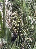 Syagrus vagans